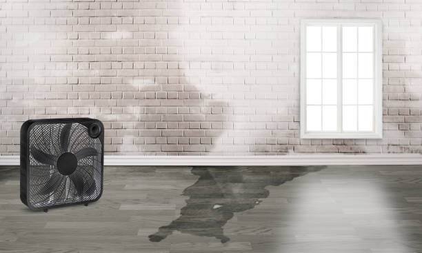 Best Water damage restoration mold remediation  in Wilsonville, AL